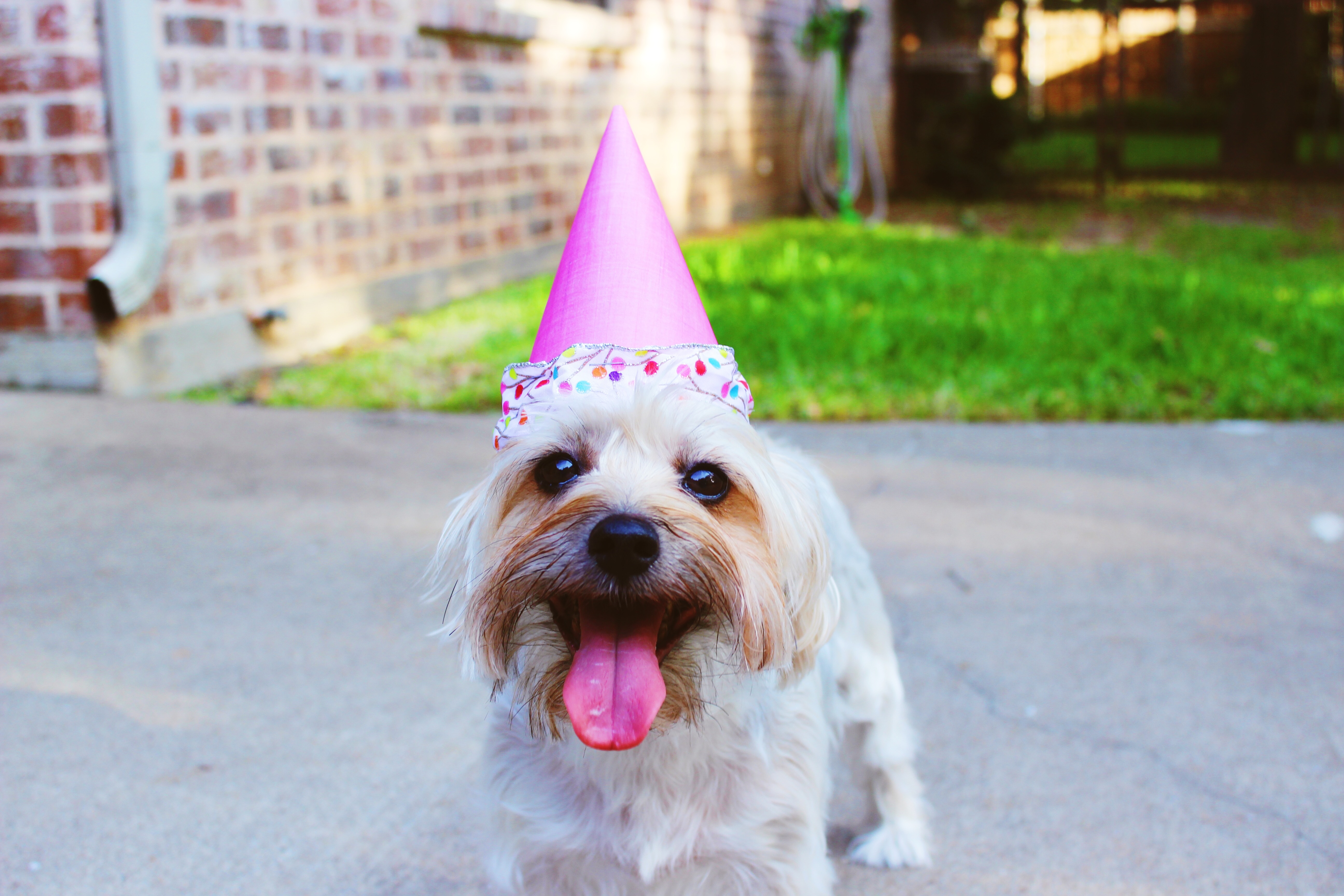 Your Dog or Cat Also Need Valentine's Day Gifts, Get Some Ideas Here